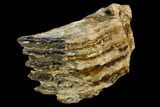 Fossil Woolly Mammoth Molar Section - North Sea Deposits #123679-1